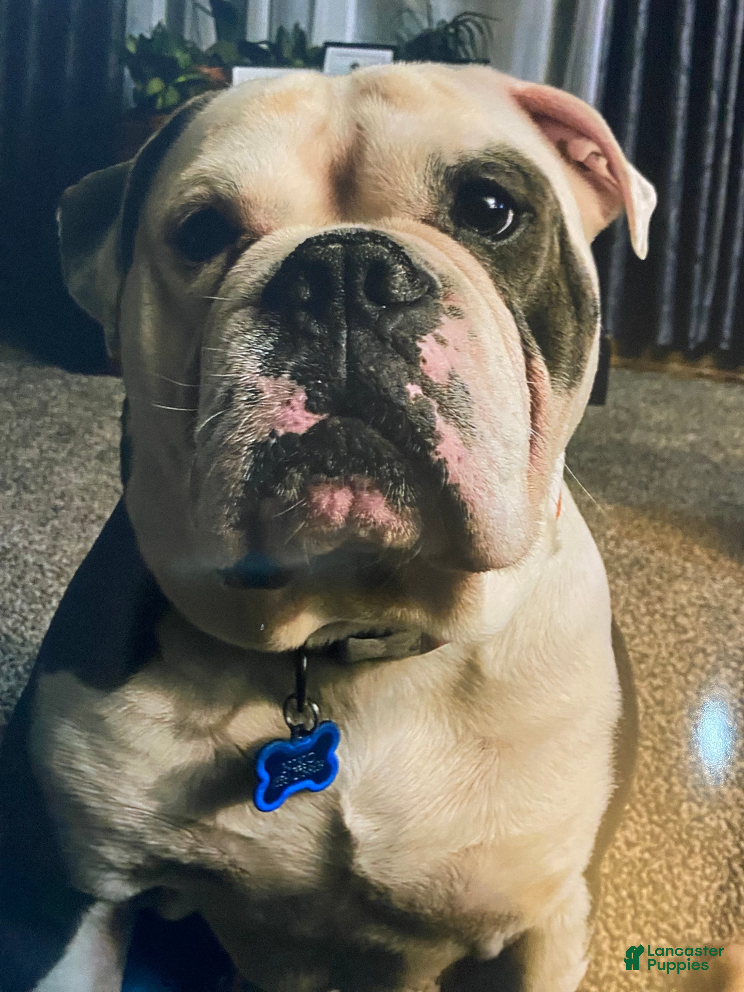 Olde English Bulldogge dogs Stud Service AVAILABLE  - Ad 1