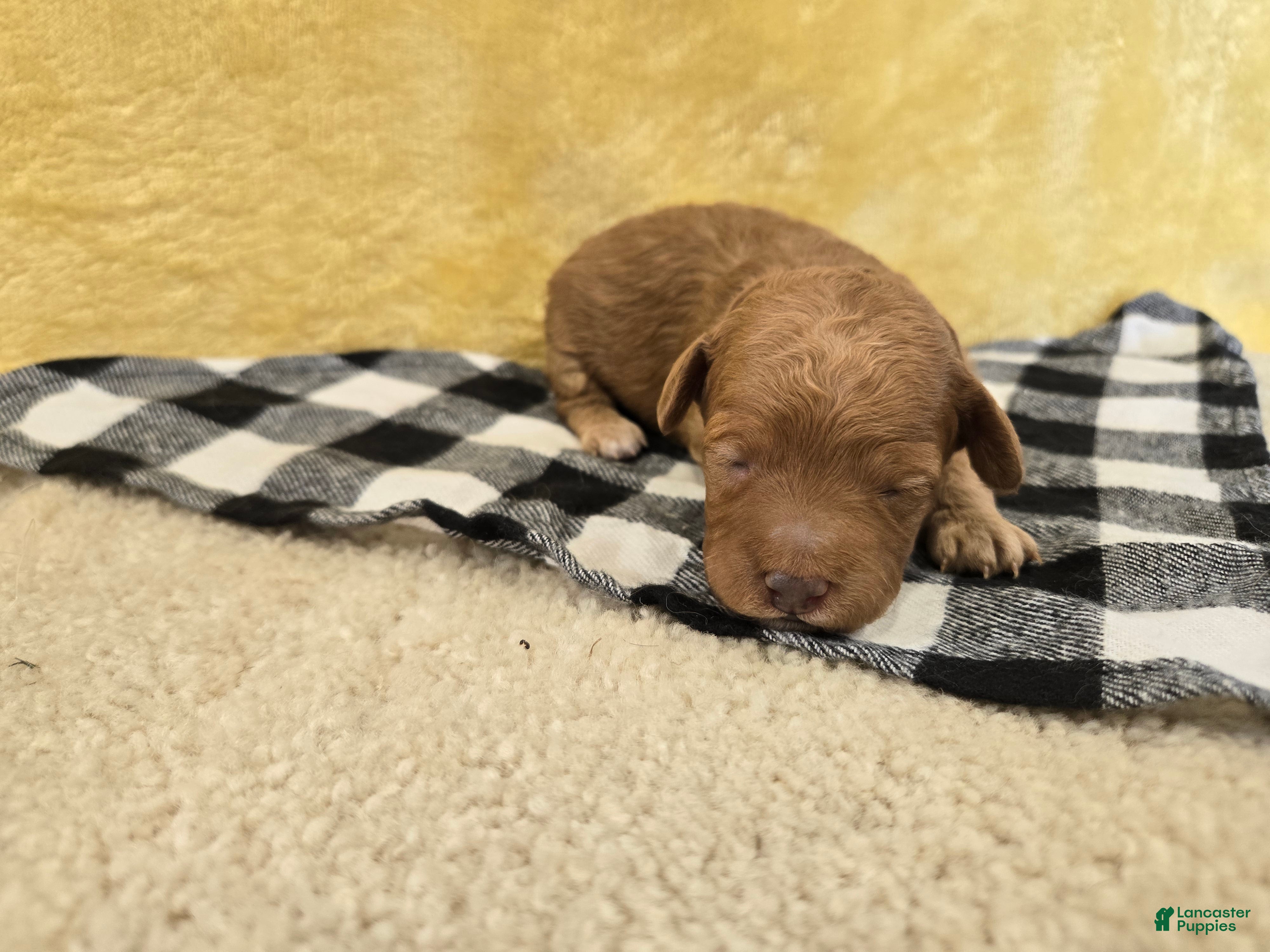 Mini Goldendoodle dogs for sale: Maddy - Ad 3