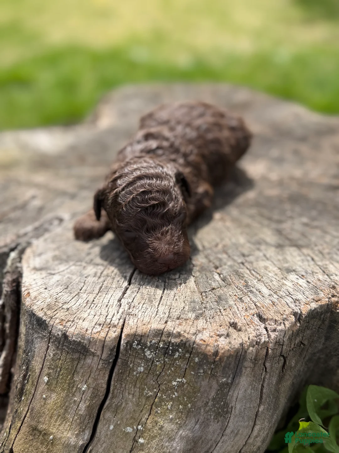 Toy Poodle dogs for sale: Luke (chocolate tri color) - Ad 2