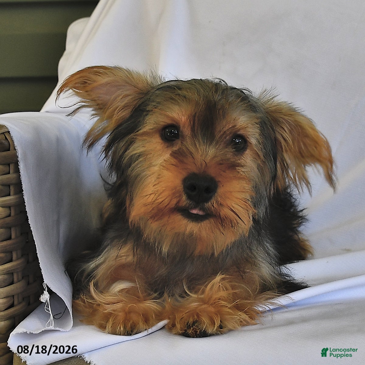 Yorkshire Terrier dogs Miney - Ad 2