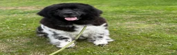Newfoundland dogs for sale: Phoenix DNA clear OFA - Ad 7
