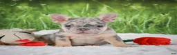 French Bulldog dogs for sale: Luna - Ad 3