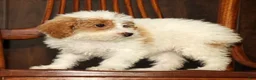 Miniature Poodle dogs for sale: Lilac - Ad 4