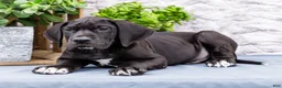 Great Dane dogs for sale: Zayne - Ad 9