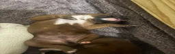Boxer dogs for sale: Black face - Ad 2