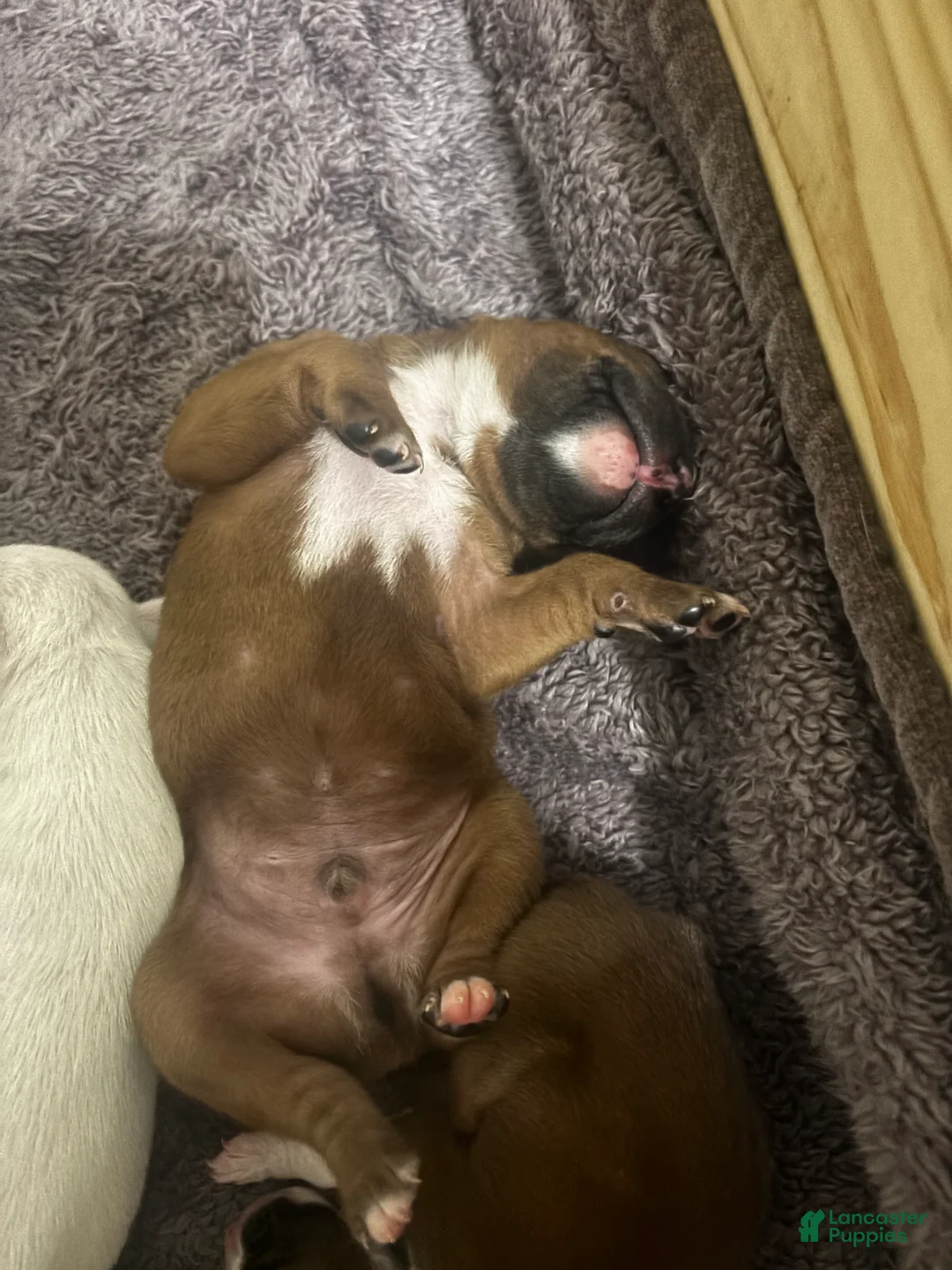 Boxer dogs for sale: Black face - Ad 2