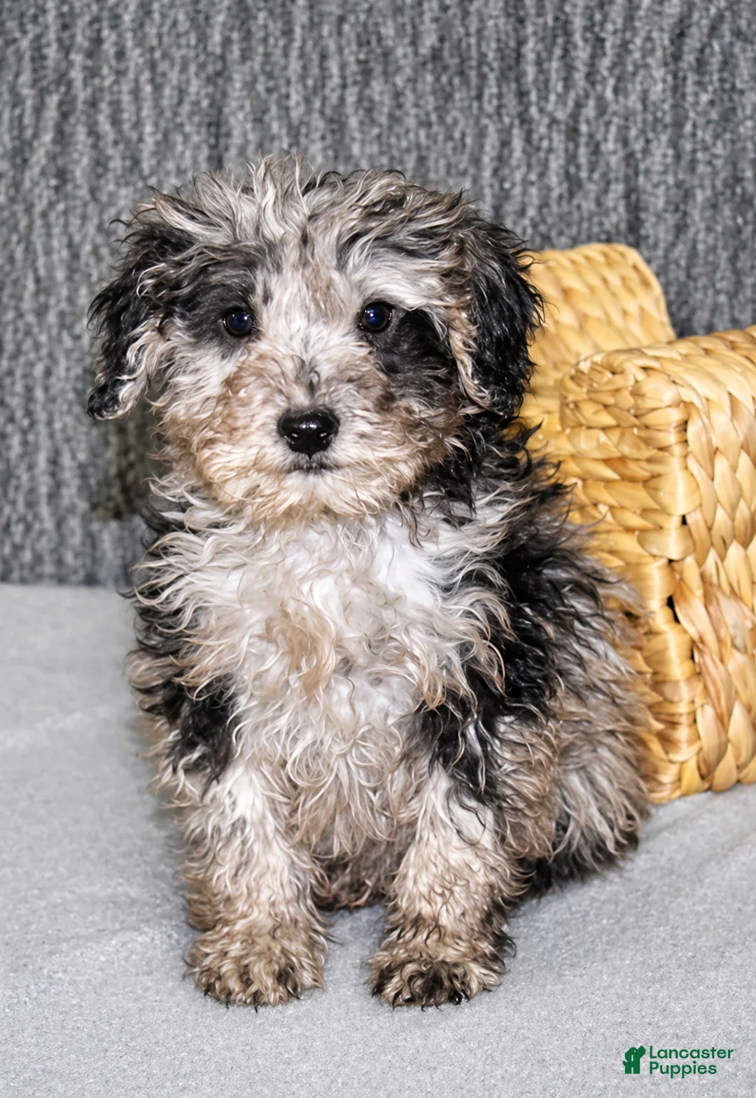 Mixed Breed dogs for sale: Tater - Ad 2