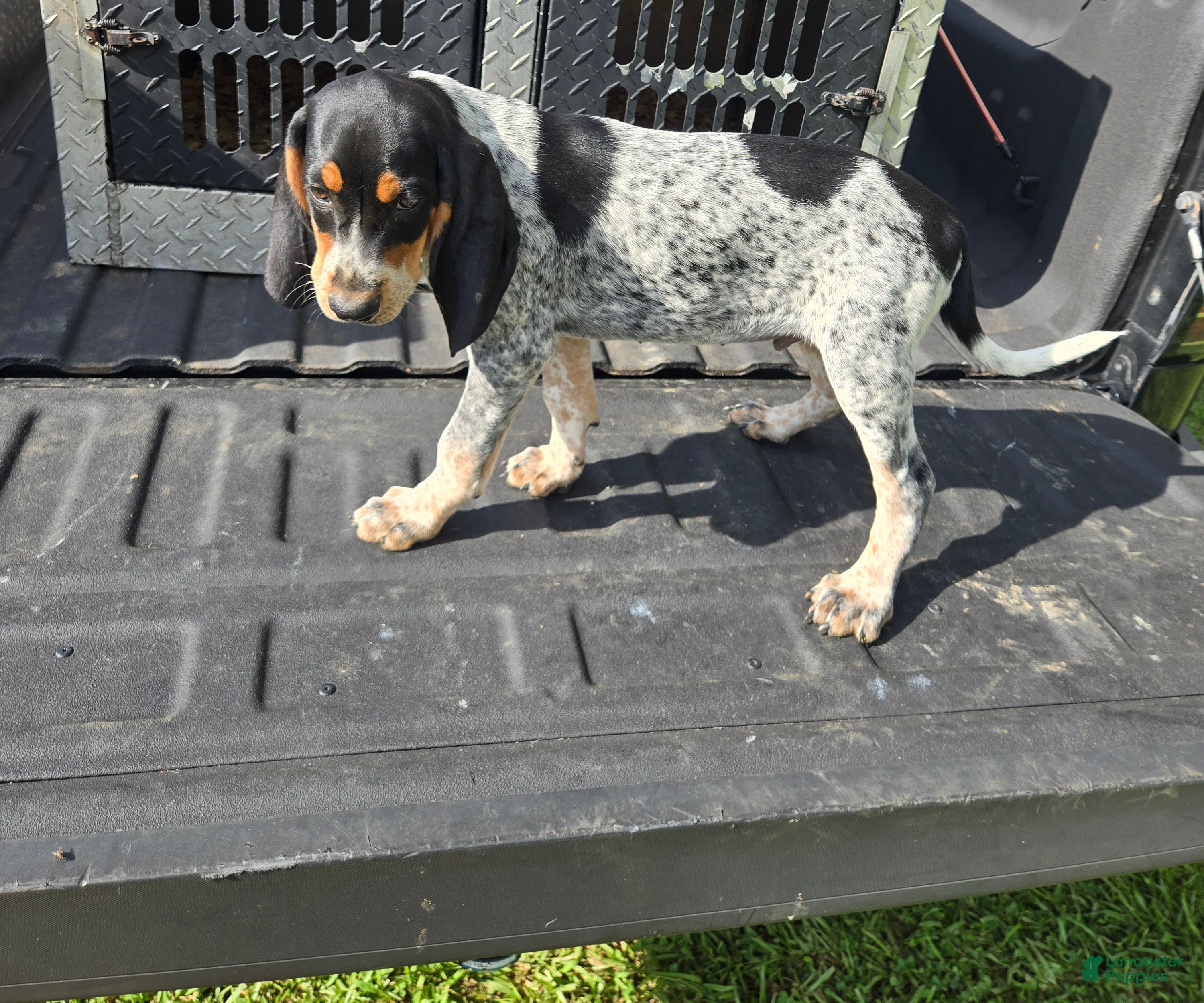 Bluetick Coonhound dogs for sale: Bluetick Coonhound 2 - Ad 1