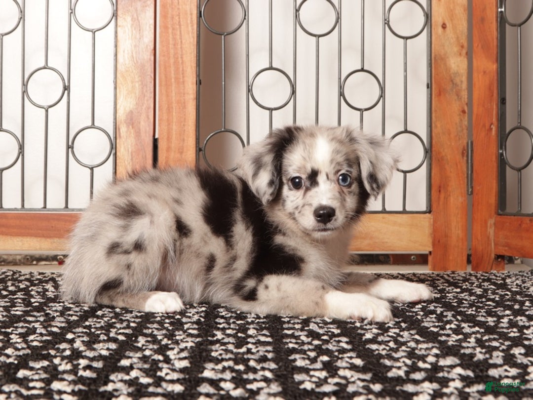 Mixed Breed dogs for sale: Cashew Male Merle Toy Aussie Poo - Ad 4