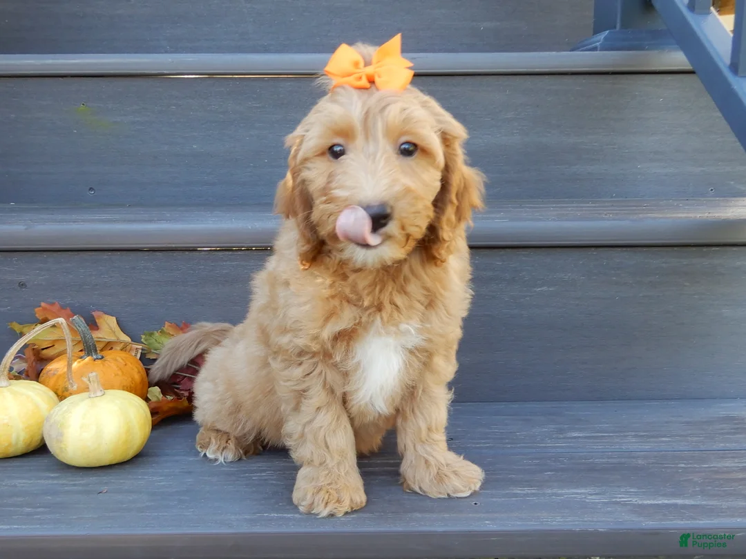 Mini Goldendoodle dogs for sale: Laci - Ad 1
