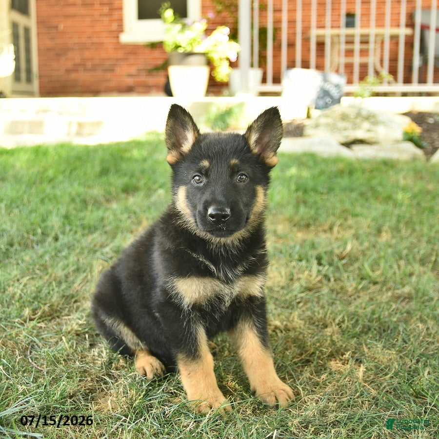 German Shepherd dogs Trooper  - Ad 1