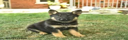 German Shepherd dogs for sale: Trooper  - Ad 1