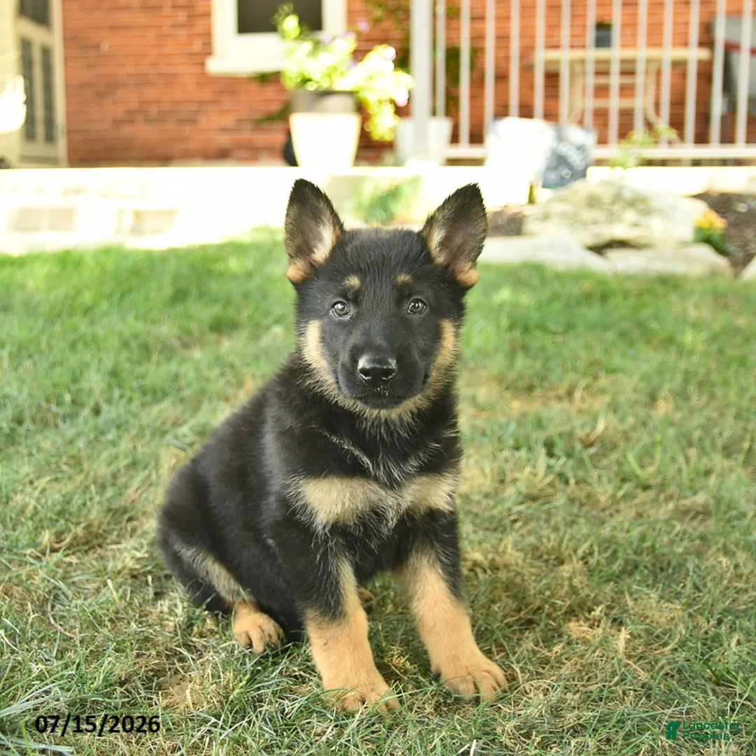 German Shepherd dogs for sale: Trooper  - Ad 1