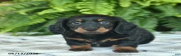 Miniature Dachshund dogs for sale: Parker  - Ad 4
