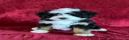 Mini Bernedoodle dogs for sale: Bella - Ad 3