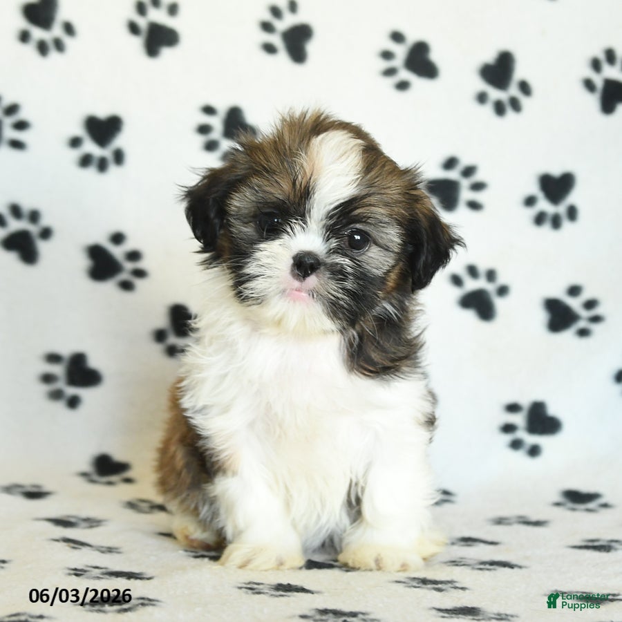 Shih Tzu dogs Tootsie - Ad 1