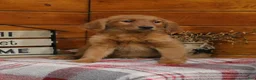 Golden Retriever dogs for sale: Gabby - Ad 1