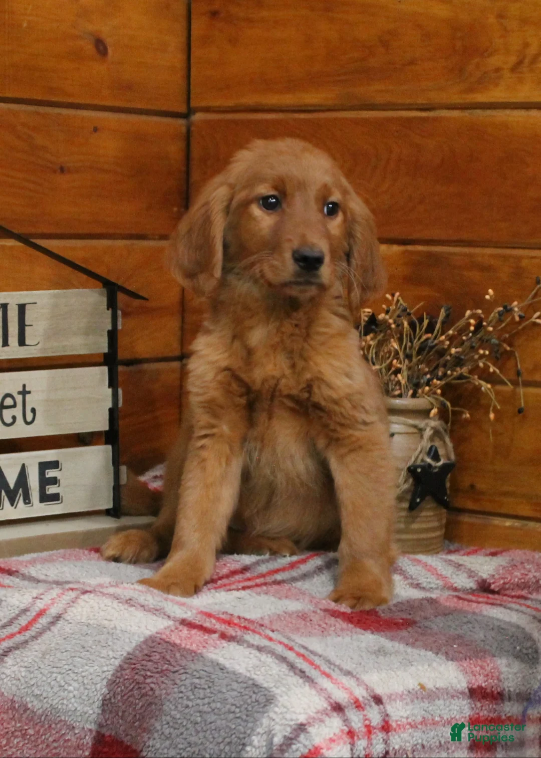 Golden Retriever dogs for sale: Gabby - Ad 1