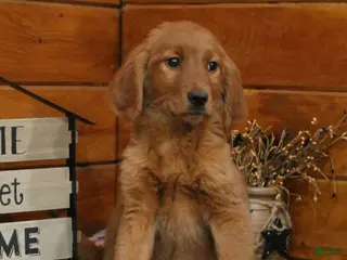 Golden Retriever dogs for sale: Gabby - Ad 1