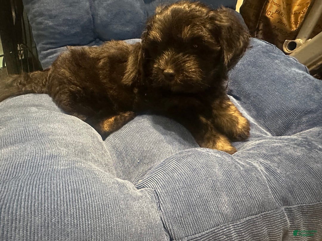 Mixed Breed dogs for sale: Mixed Breed Puppy 3 - Ad 20