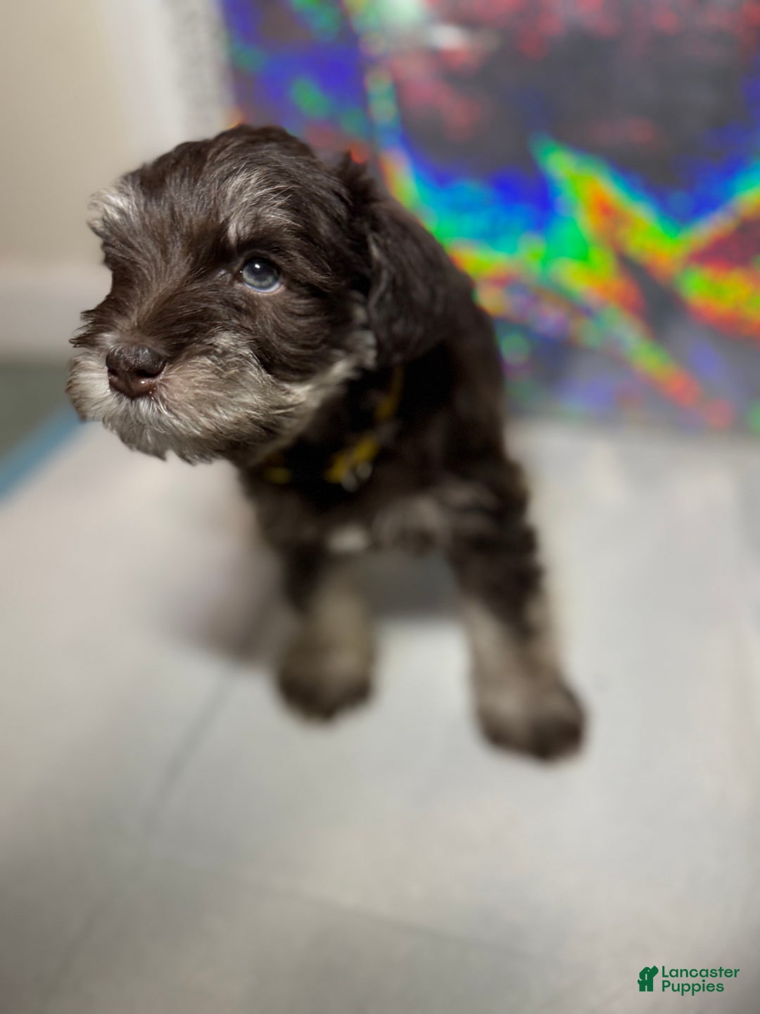 Miniature Schnauzer dogs for sale: Miniature Schnauzer Puppy 4 - Ad 4