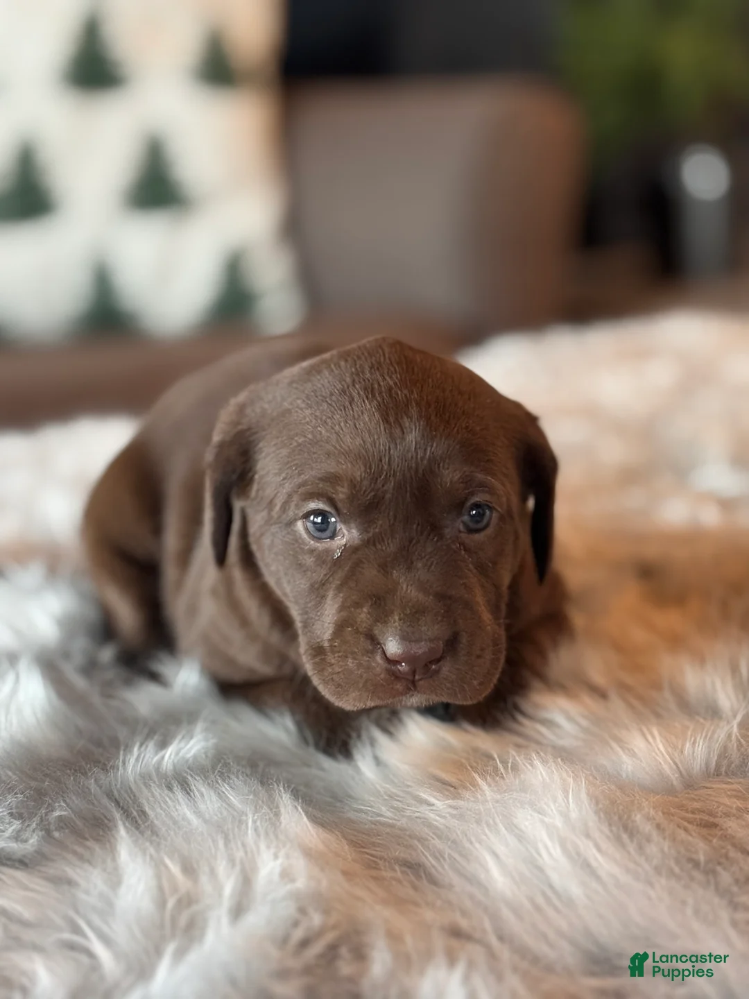 Labrador Retriever dogs for sale: Labrador Retriever Puppy 2 - Ad 2