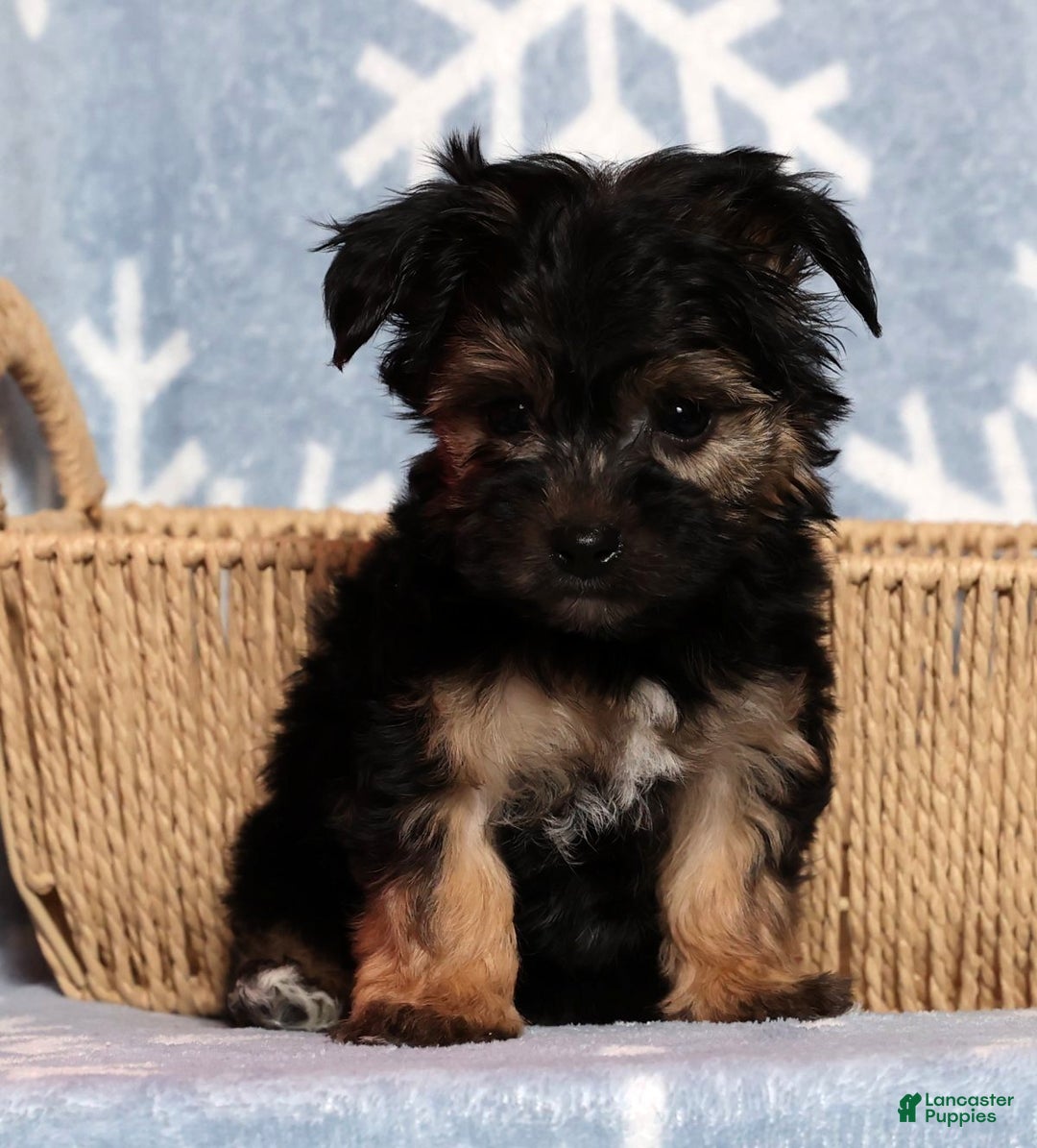 Yochon dogs for sale: Buddy - Ad 2