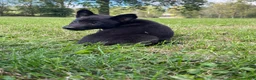 Mixed Breed dogs for sale: Mixed Breed 5 - Ad 2