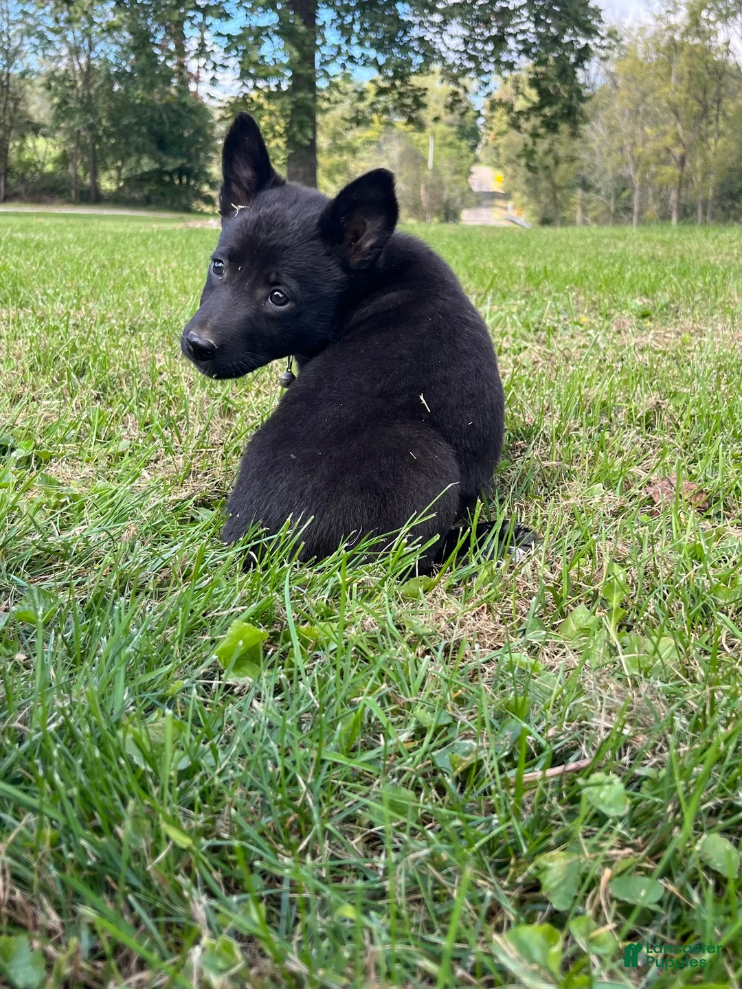 Mixed Breed dogs for sale: Mixed Breed 5 - Ad 2