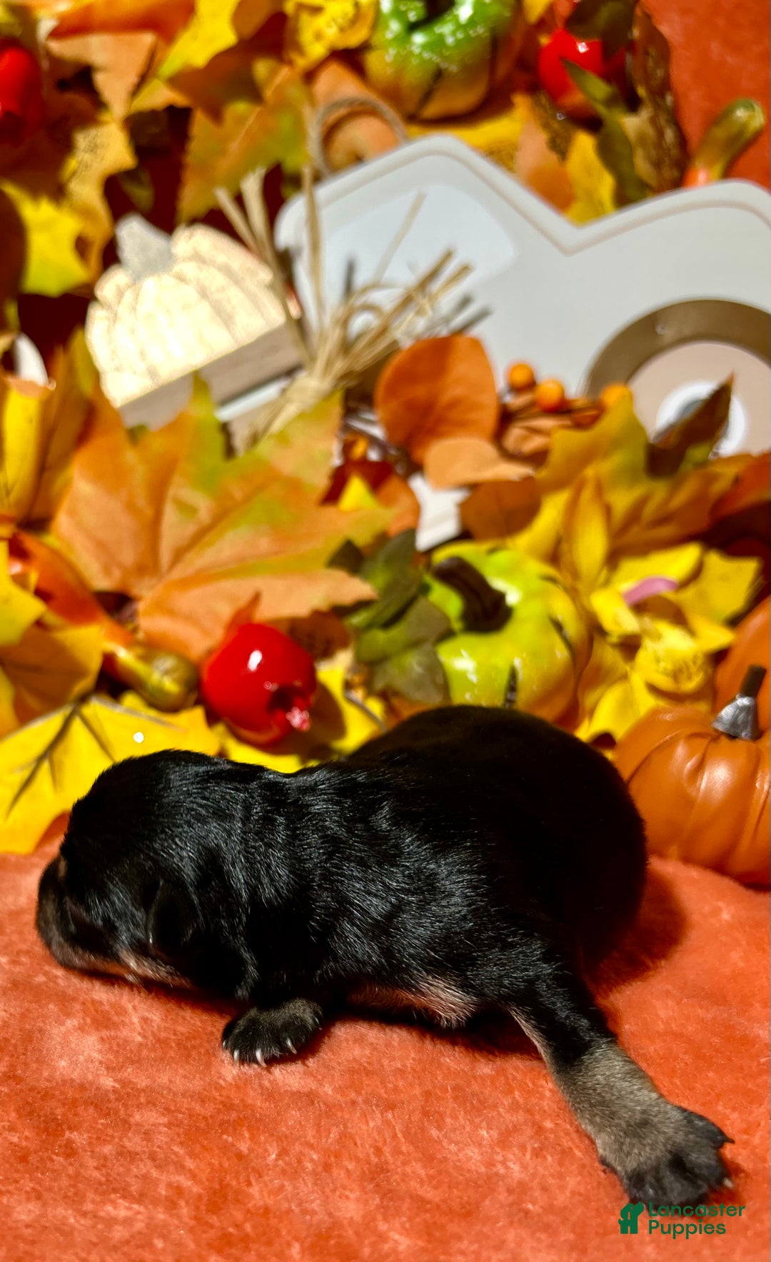 Miniature Schnauzer dogs for sale: ROSIE - Ad 14