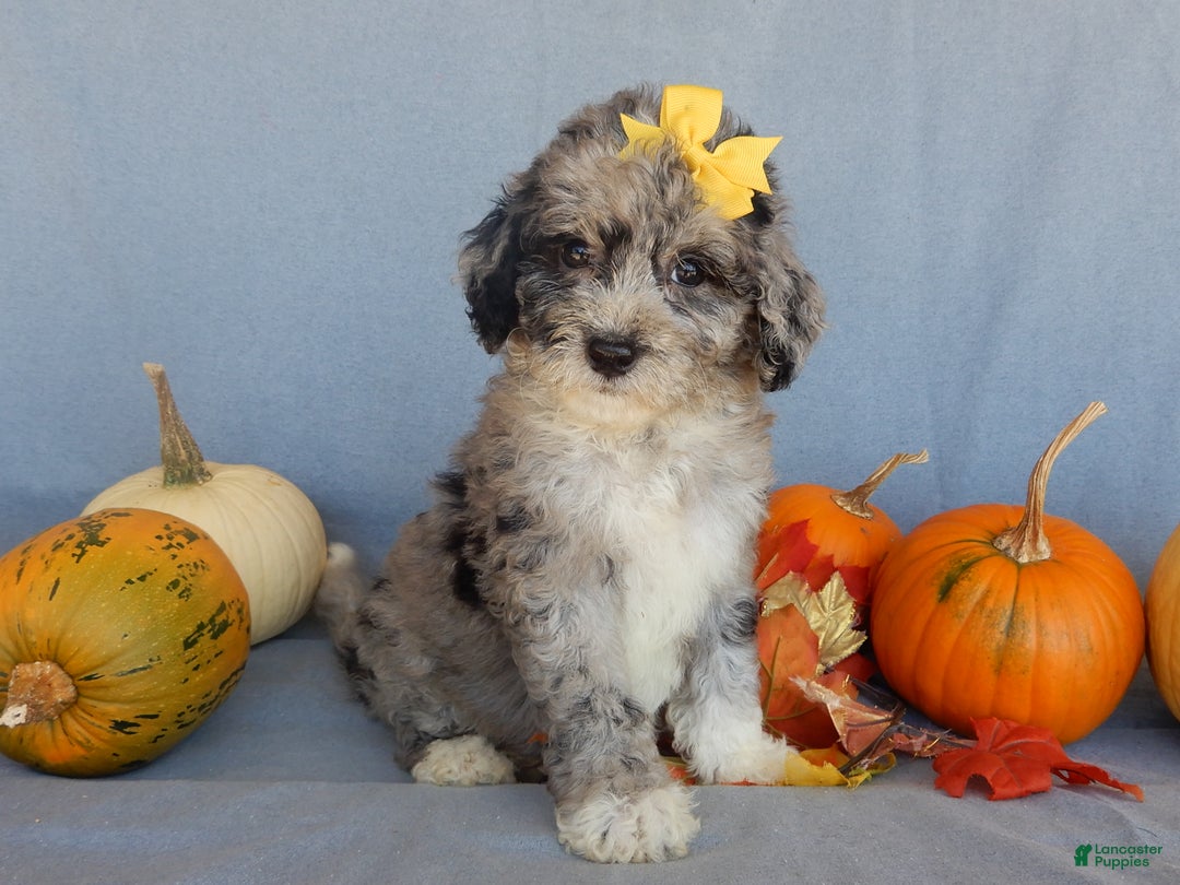 Sheepadoodle dogs for sale: Panda (medium) - Ad 14