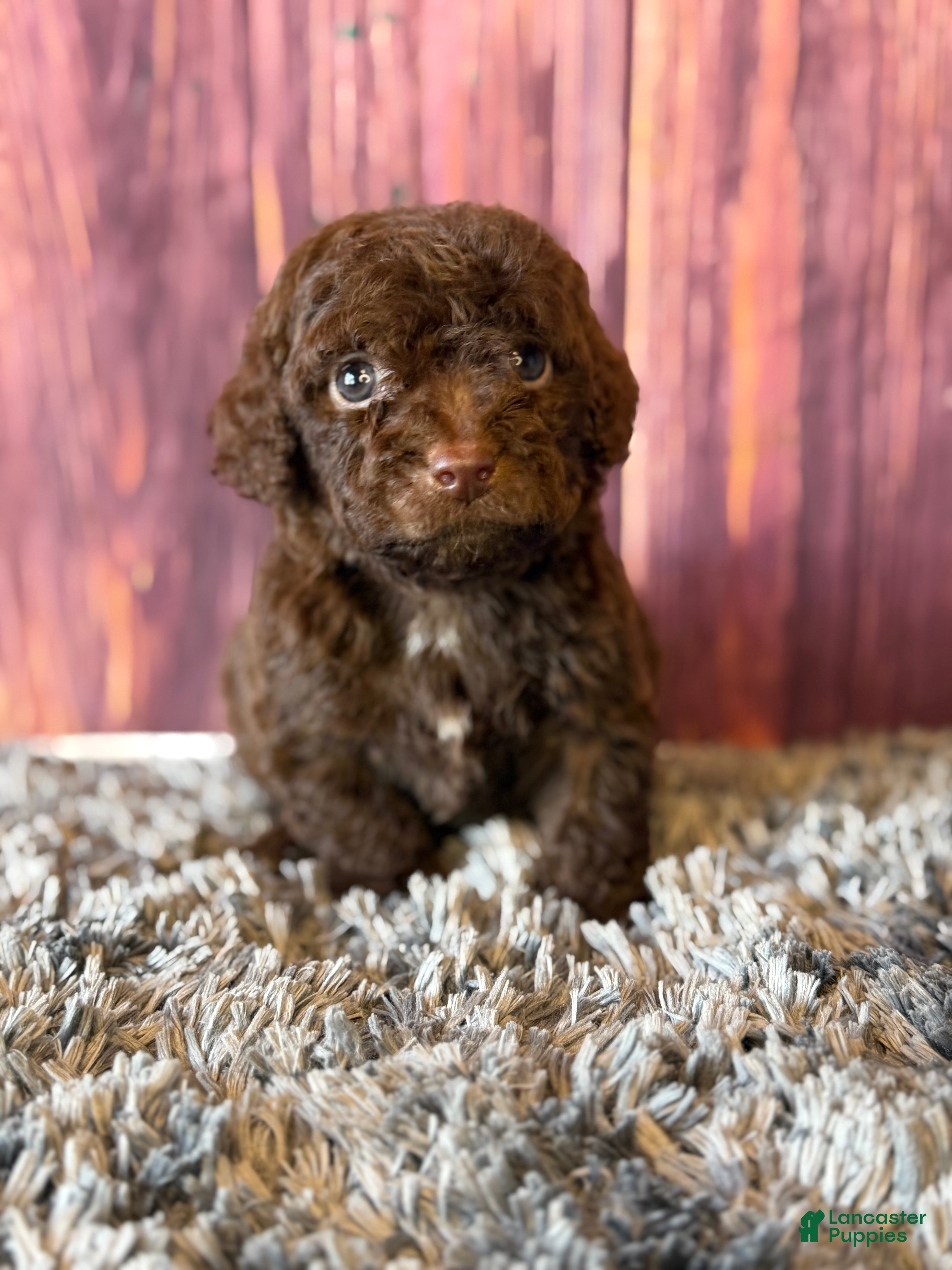 Cockapoo dogs Gavin - Ad 1