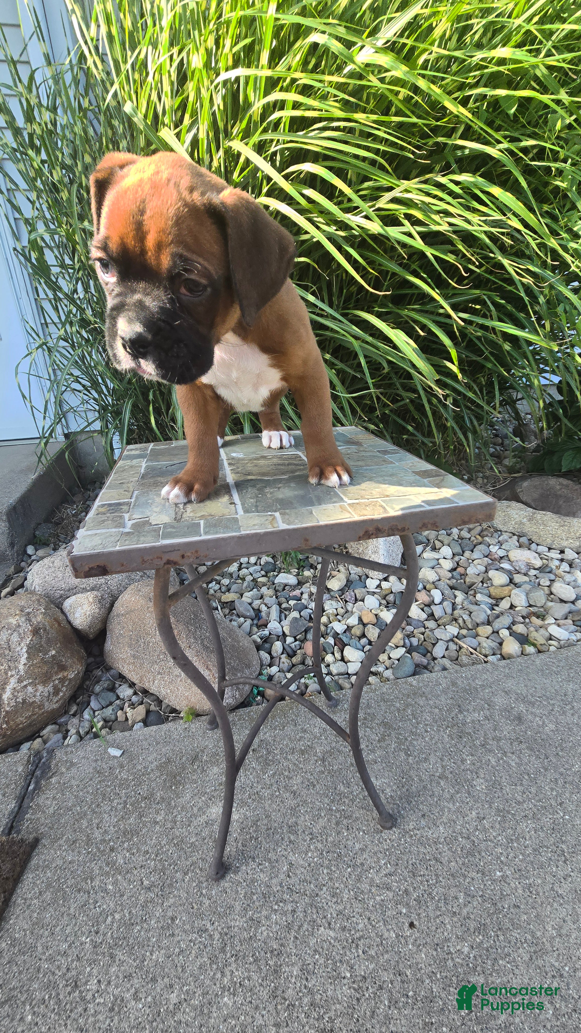 Boxer dogs Myah - Ad 2