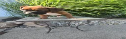 Boxer dogs for sale: Myah - Ad 2