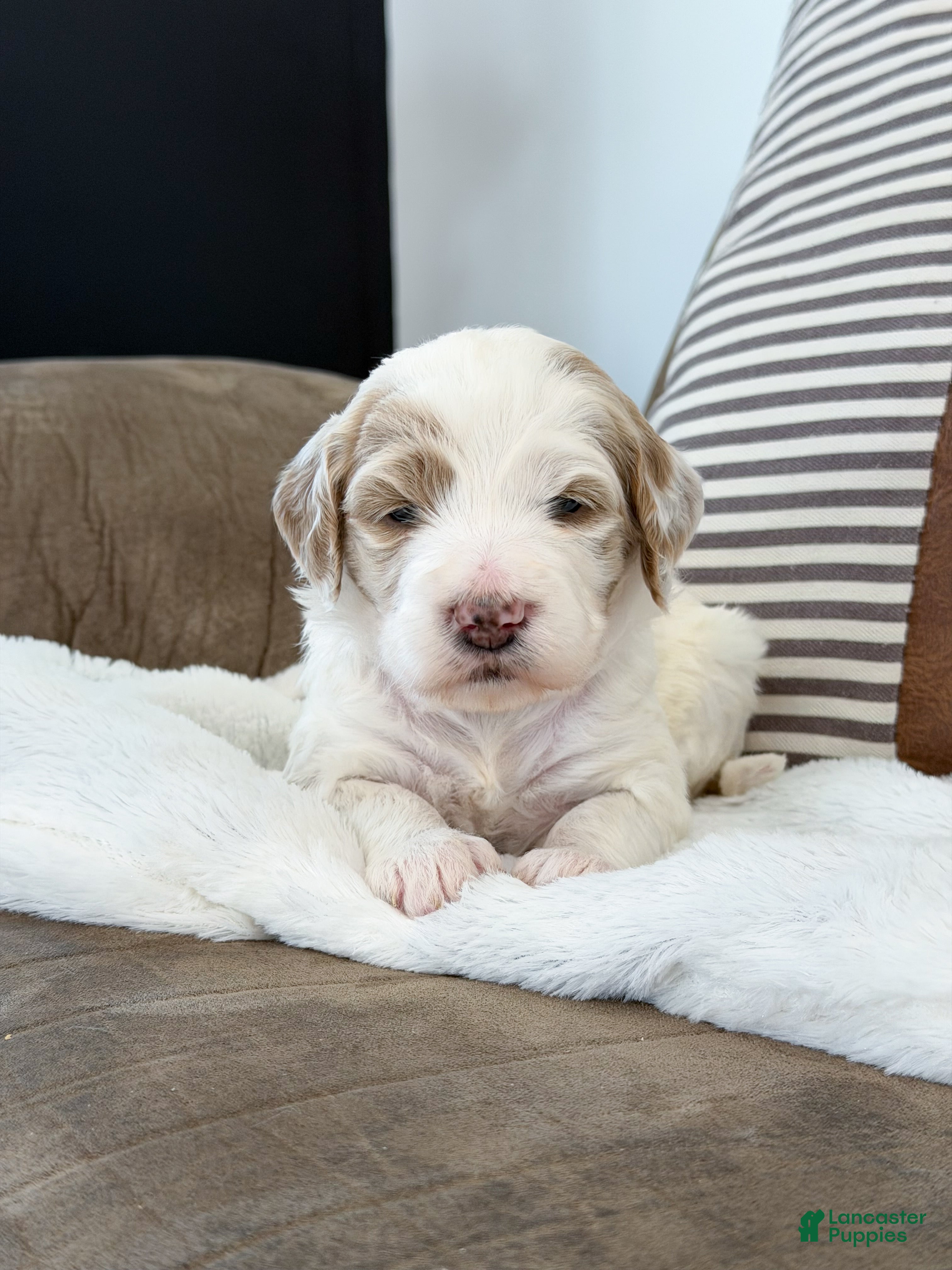 Goldendoodle dogs Amelia  - Ad 31