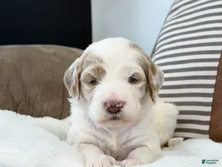 Goldendoodle dogs Amelia - Ad 36