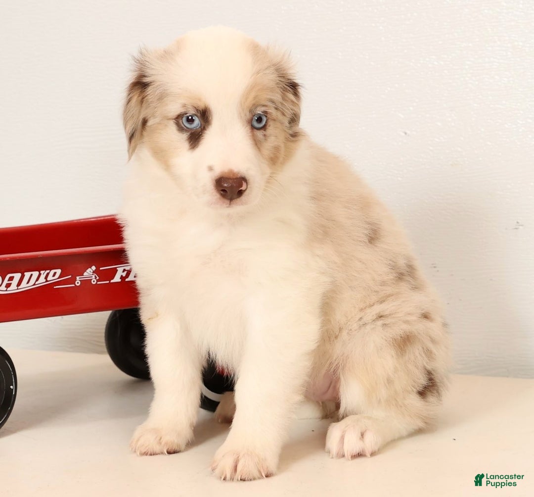 Miniature Australian Shepherd dogs for sale: Rose - Ad 4
