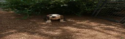 Olde English Bulldogge dogs for sale: ROSE - Ad 1