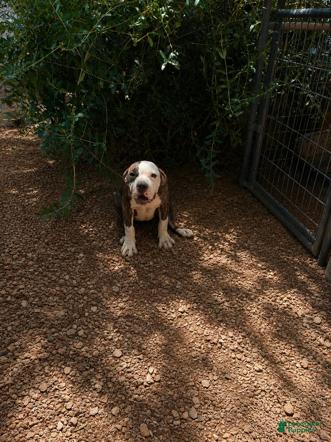 Olde English Bulldogge dogs for sale: ROSE - Ad 1