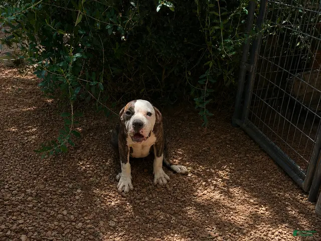 Olde English Bulldogge dogs for sale: ROSE - Ad 1