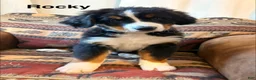 Bernese Mountain Dog dogs for sale: Rocky - Ad 1
