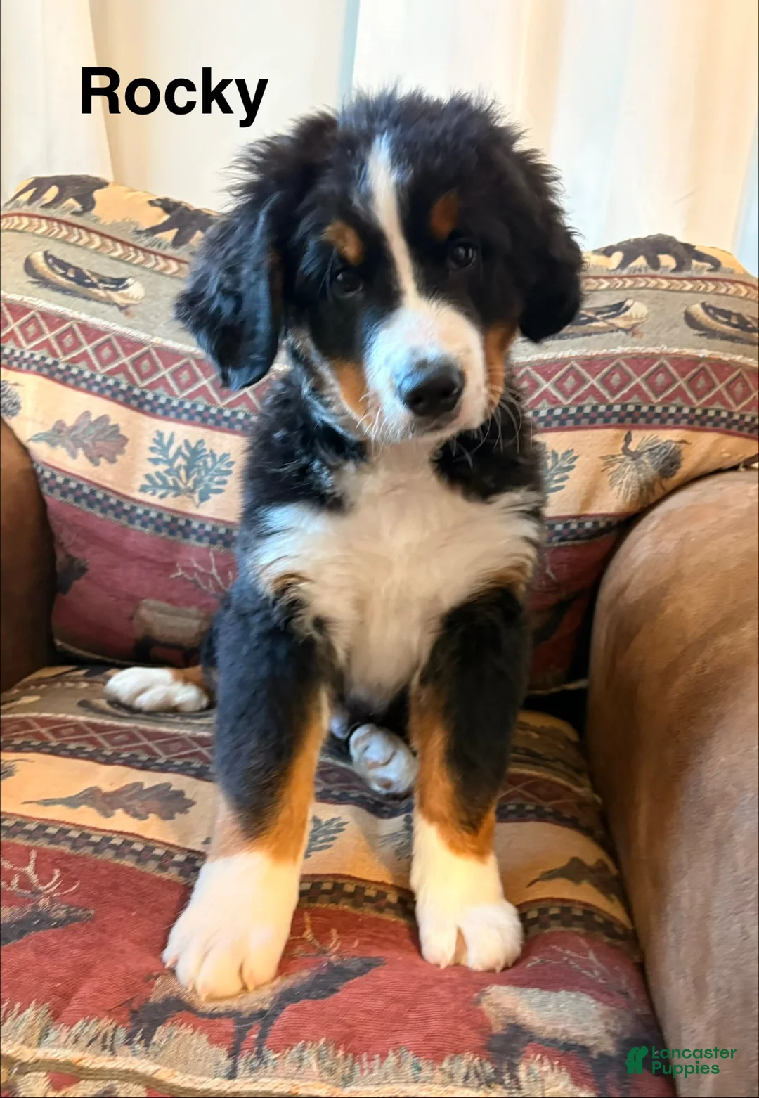 Bernese Mountain Dog dogs for sale: Rocky - Ad 1