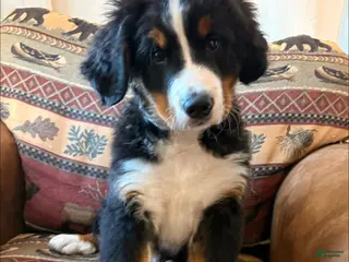 Bernese Mountain Dog dogs Rocky - Ad 4