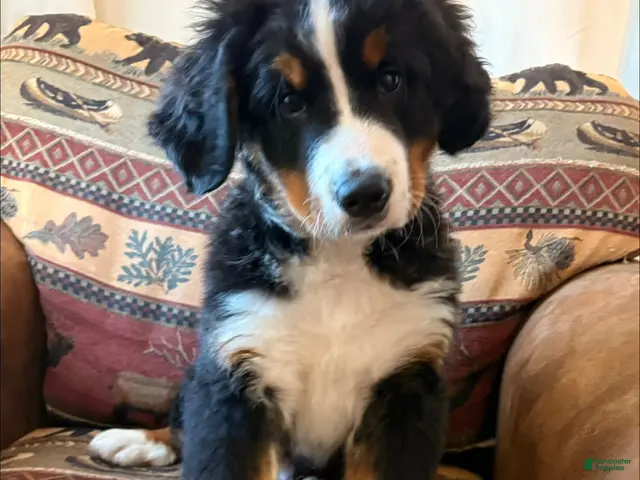 Bernese Mountain Dog dogs Rocky - Ad 19