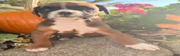 Boxer dogs for sale: Ziva Female AKC Boxer - Ad 13