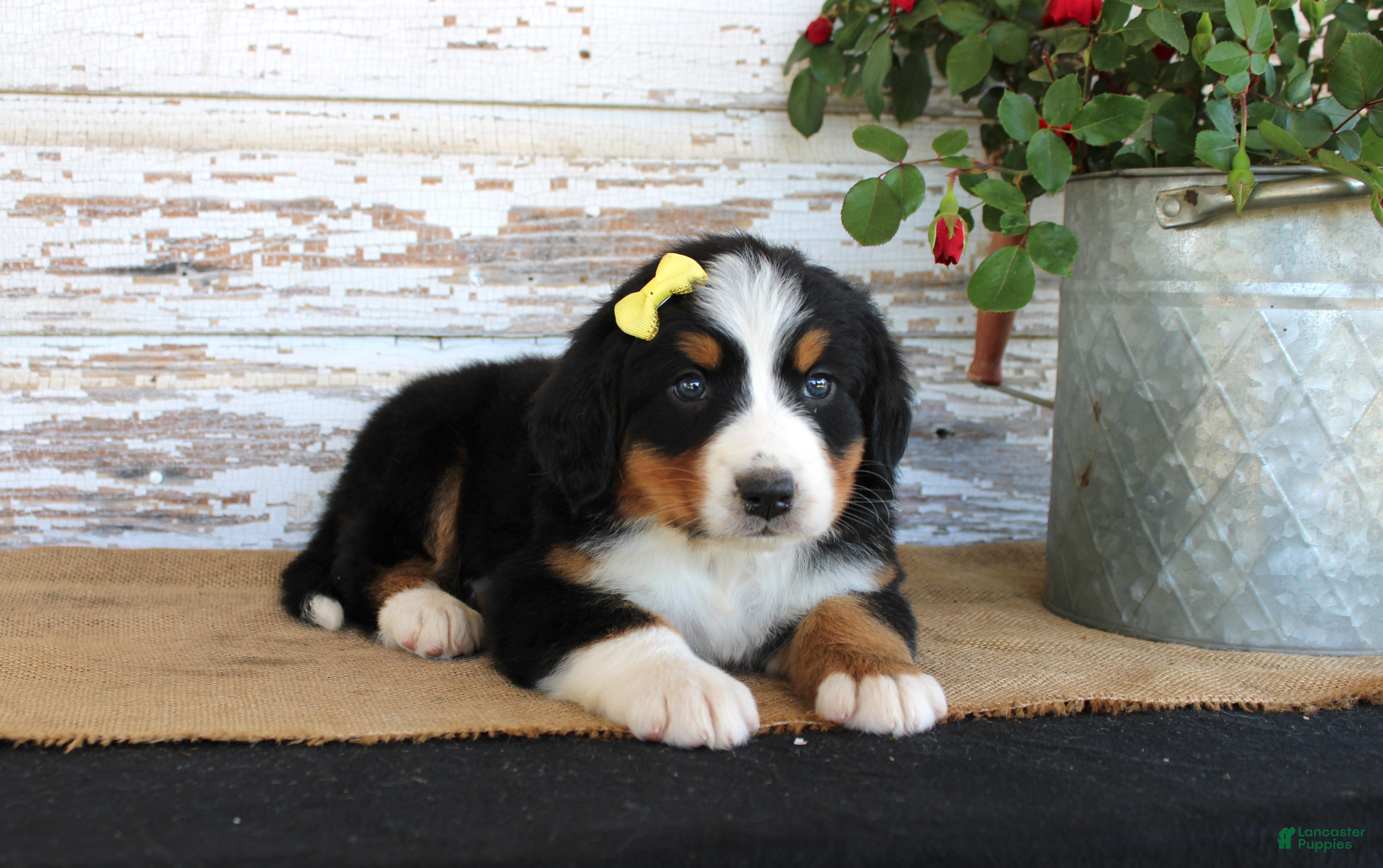 Bernese Mountain Dog dogs Margie - Ad 41