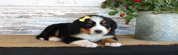 Bernese Mountain Dog dogs for sale: Margie - Ad 5