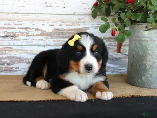 Bernese Mountain Dog dogs Margie - Ad 41