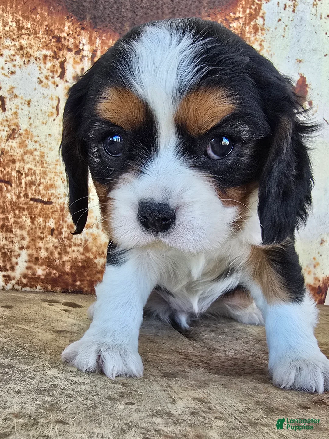 Cavalier King Charles Spaniel dogs for sale: Desiree - Ad 4