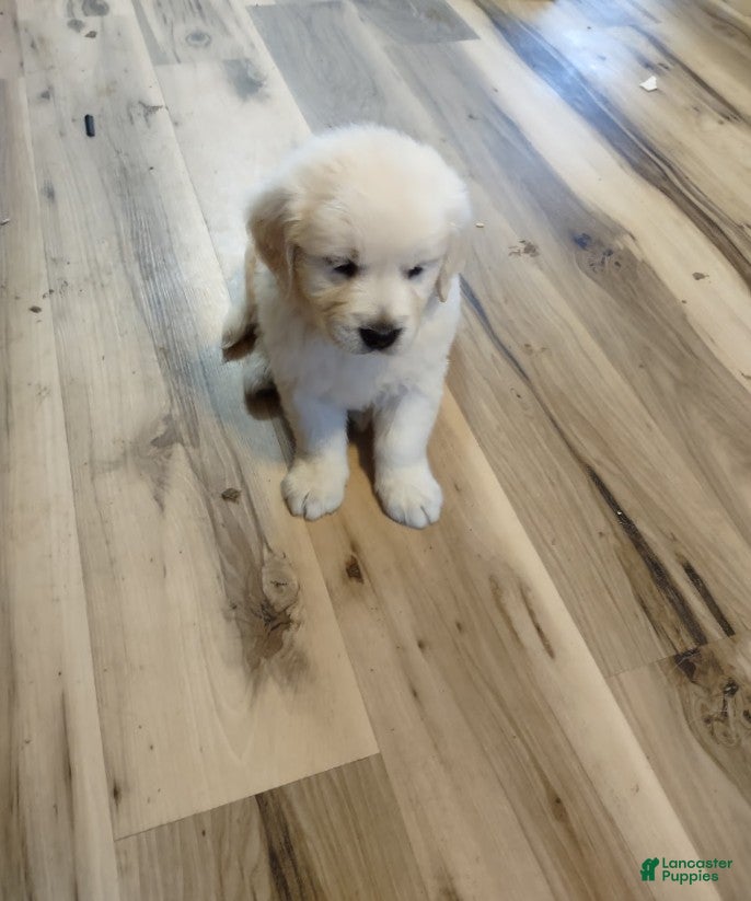 Golden Retriever dogs Golden Retriever Puppy 1 - Ad 1